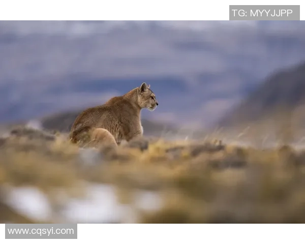 阿特拉斯与美洲狮2019年精彩对决回顾与分析
